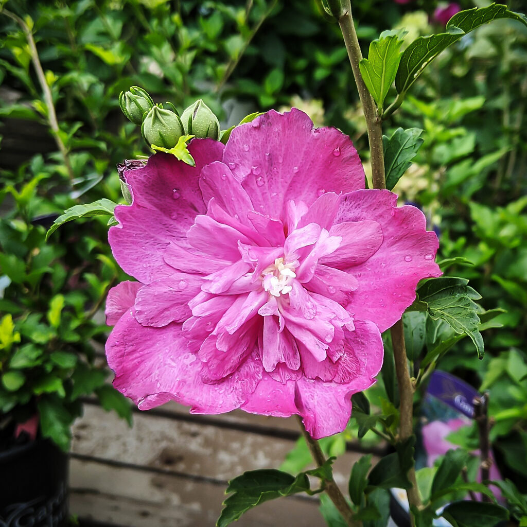 Raspberry Smoothie™ Hardy Hibiscus For Sale Online | The Tree Center