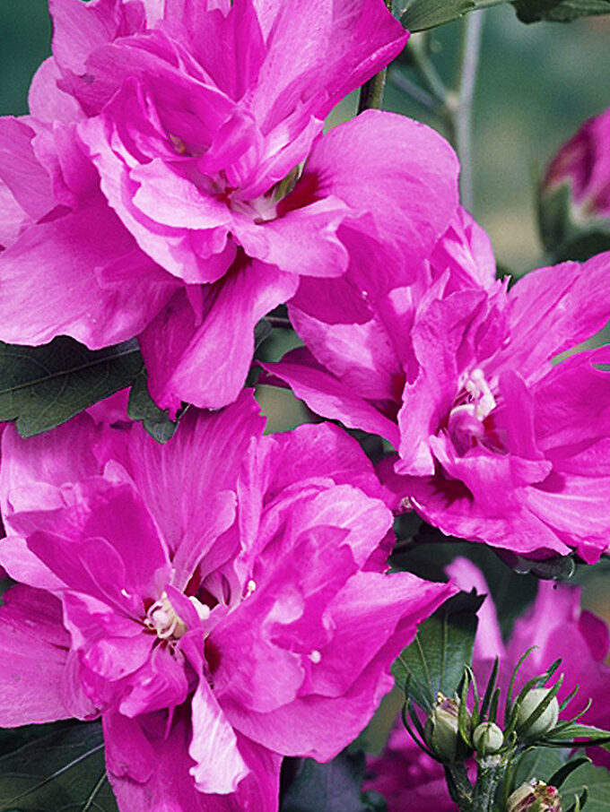 Blueberry Smoothie™ Hardy Hibiscus For Sale Online The Tree Center