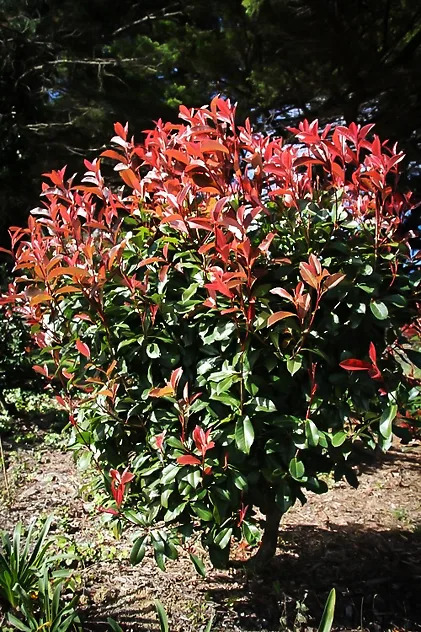 Red Fury™ Photinia For Sale Online | The Tree Center