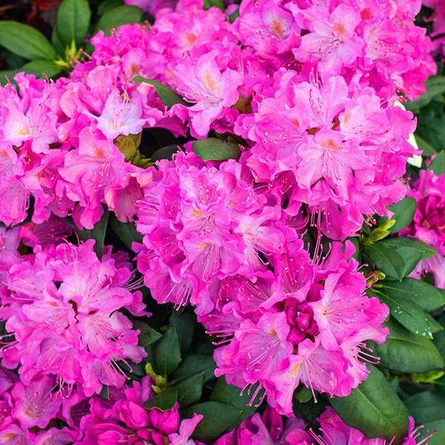 Roseum Elegans Rhododendron For Sale Online | The Tree Center