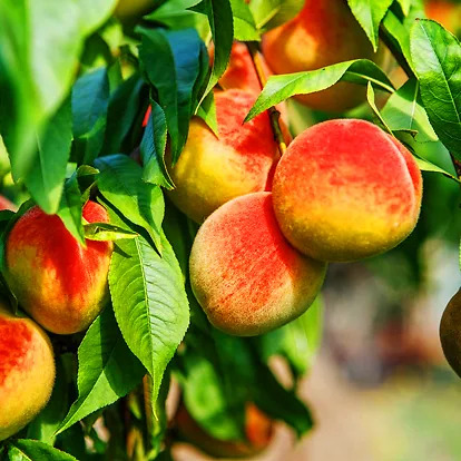 Ruby Prince Peach Tree For Sale Online | The Tree Center