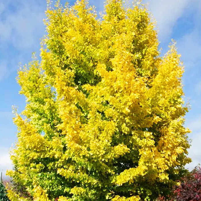 Saratoga Ginkgo Tree For Sale Online | The Tree Center