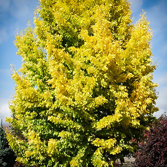 Saratoga Ginkgo Tree For Sale Online | The Tree Center