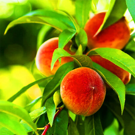 Scarlet Prince Peach Tree For Sale Online | The Tree Center