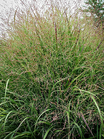 Shenandoah Switch Grass For Sale Online | The Tree Center
