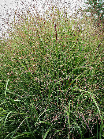 Shenandoah Switch Grass For Sale Online 