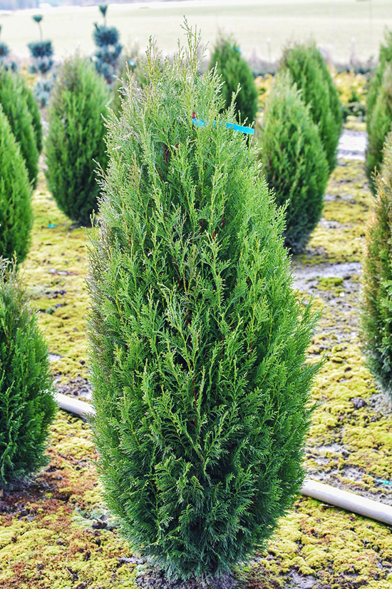 Shorty Compact Leyland Cypress For Sale Online | The Tree Center