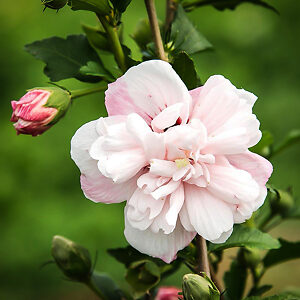 Strawberry Smoothie™ Hardy Hibiscus For Sale Online | The Tree Center