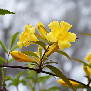 Carolina Jessamine For Sale Online | The Tree Center