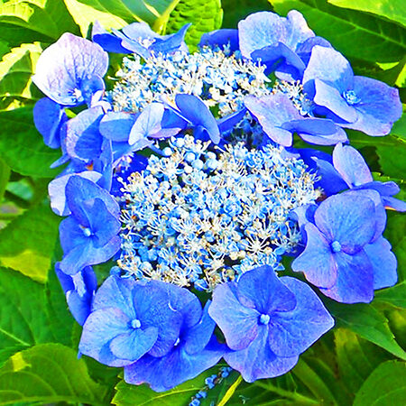 Teller Blue Hydrangea For Sale Online | The Tree Center