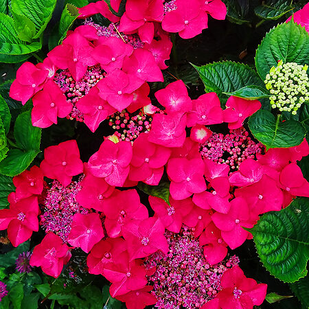 Teller Red Hydrangea For Sale Online | The Tree Center