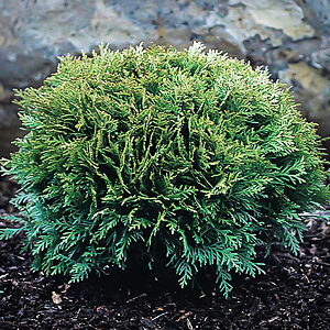 Tom Thumb Arborvitae For Sale Online | The Tree Center