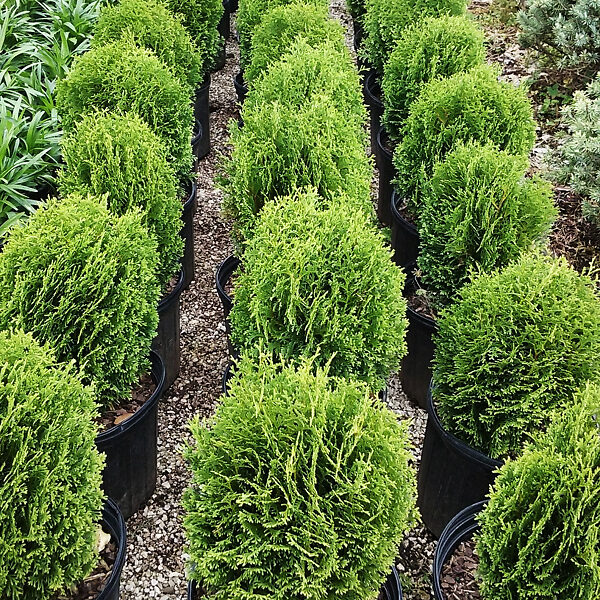 Tom Thumb Arborvitae For Sale Online | The Tree Center