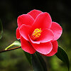 Victory Camellia For Sale Online | The Tree Center