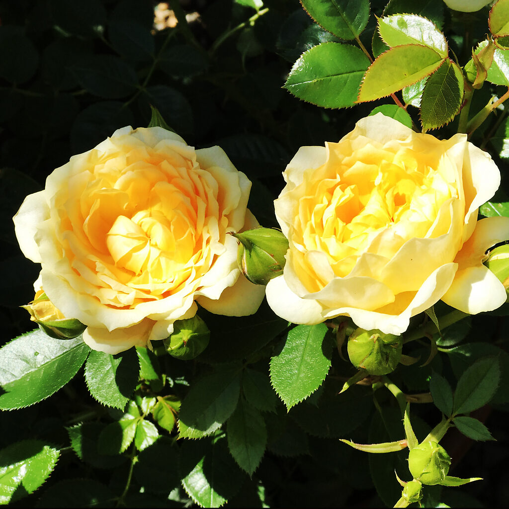 Edith's Darling Miniature Rose Trees For Sale | The Tree Center