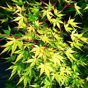 Glowing Embers Japanese Maple For Sale Online 