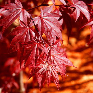 Glowing Embers Japanese Maple For Sale Online | The Tree Center