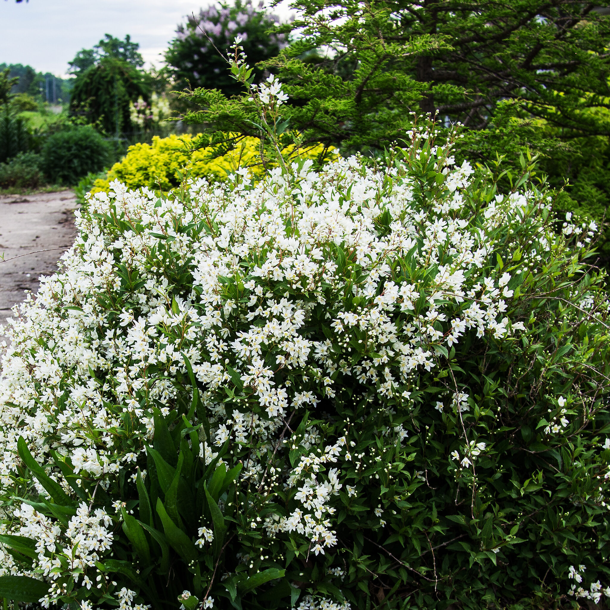 Дейция изящная (Deutzia gracilis) Никко