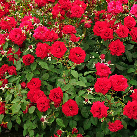 Oh My! Miniature Rose Trees For Sale | The Tree Center