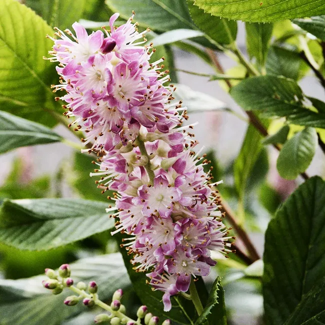 Image of Pink Spires Summersweet in full bloom