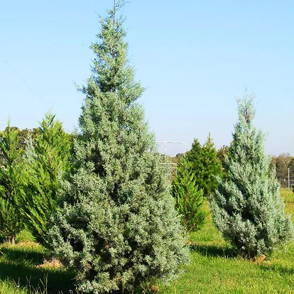 Silver Smoke Arizona Cypress For Sale Online | The Tree Center