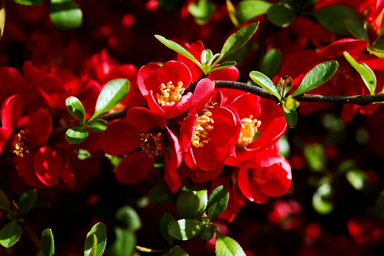 Texas Scarlet Quince