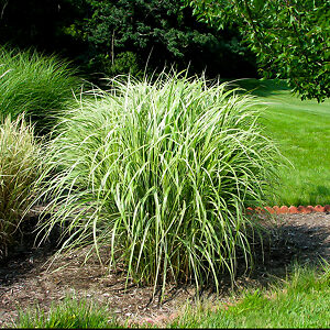 Variegated Maiden Grass For Sale Online | The Tree Center