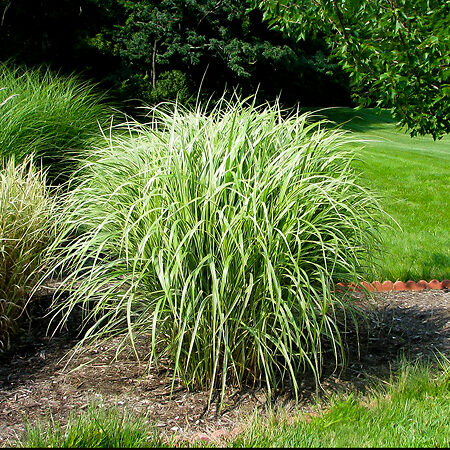 Variegated Maiden Grass For Sale Online 