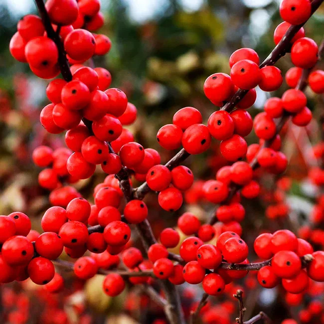 Berry Poppins™ Winterberry Holly For Sale Online | The Tree Center