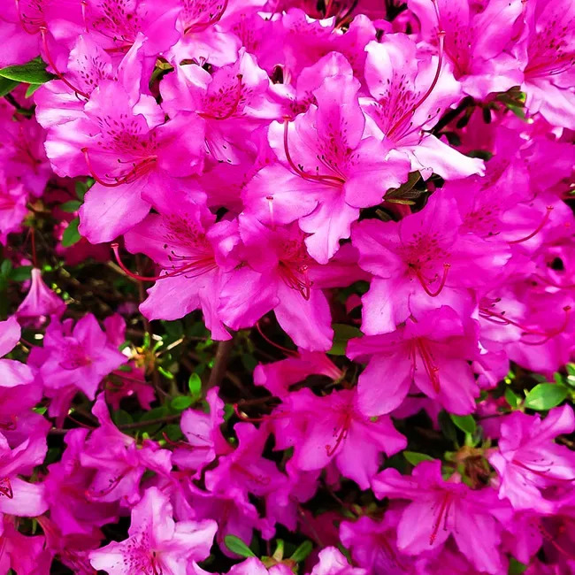 FlorAmore® Hot Pink Azalea For Sale Online | The Tree Center