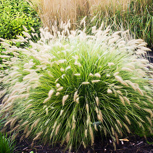 Little Bunny Fountain Grass For Sale Online | The Tree Center