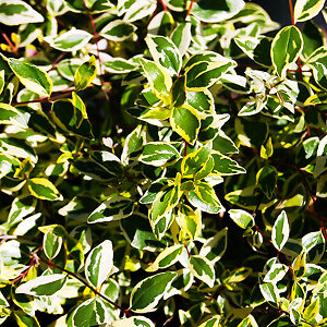 Margarita Abelia For Sale Online | The Tree Center