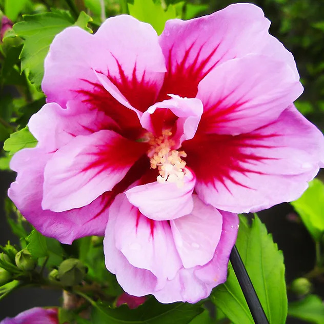 Purple Pillar® Hibiscus For Sale Online | The Tree Center