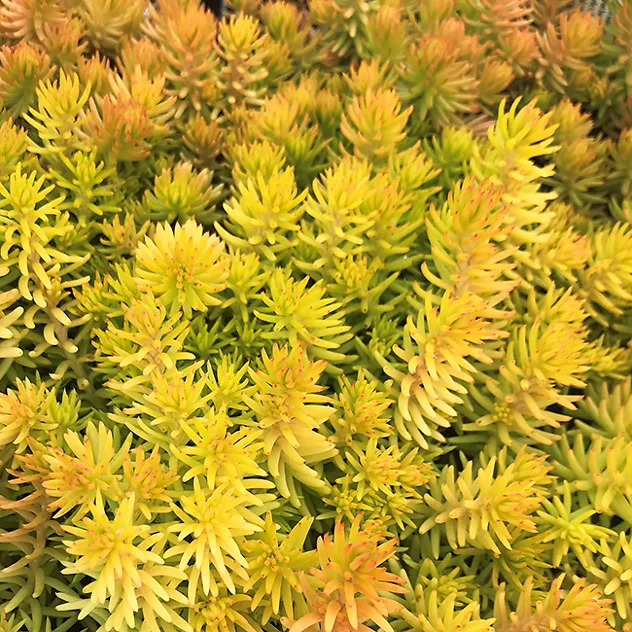 Angelina Sedum For Sale Online | The Tree Center