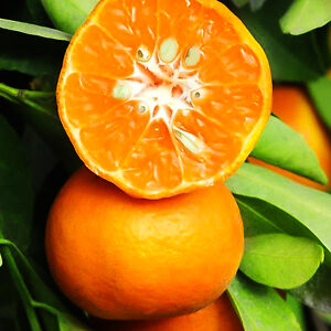 dancy tangerine
