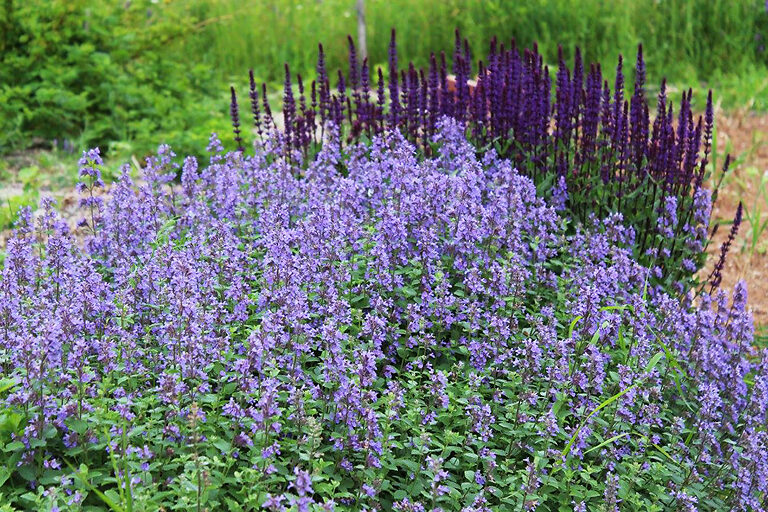 Dropmore Blue Catmint For Sale Online | The Tree Center