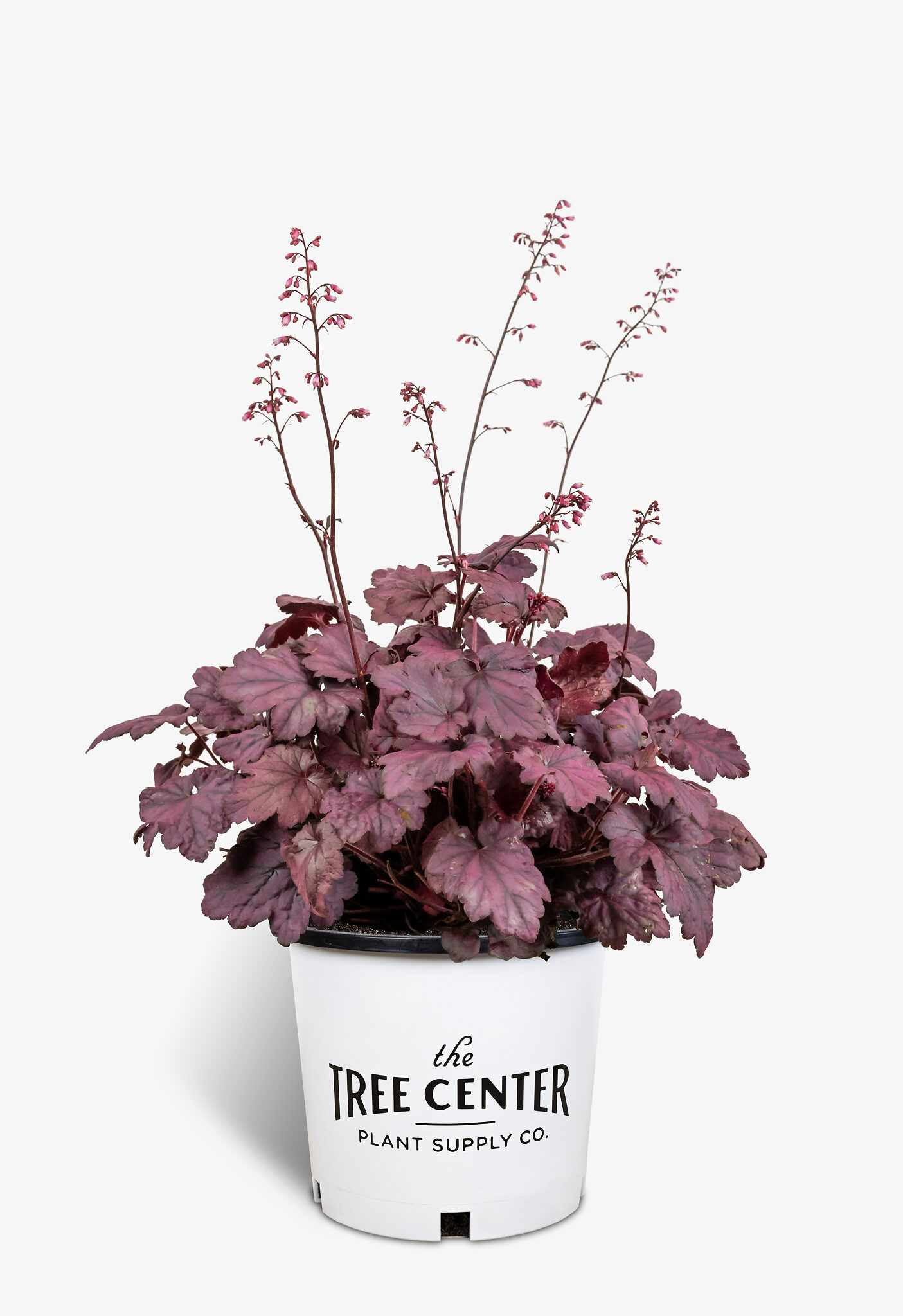 Electric Plum Coral Bells For Sale Online | The Tree Center