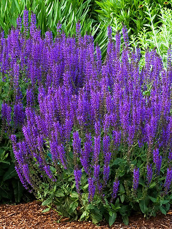 Dropmore Blue Catmint For Sale Online | The Tree Center