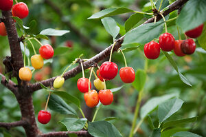 Sweet Southern Cherry Trees For Sale Online | The Tree Center