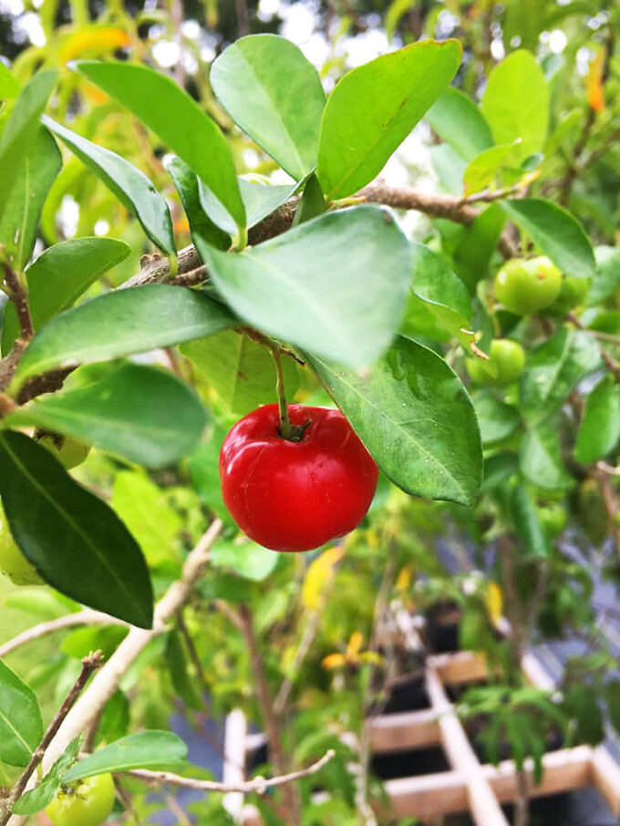 Sweet Southern Cherry Trees For Sale Online | The Tree Center