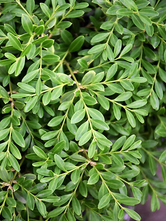 Buy Boxwood Shrubs Online | Boxwood Shrubs For Sale | The Tree Center