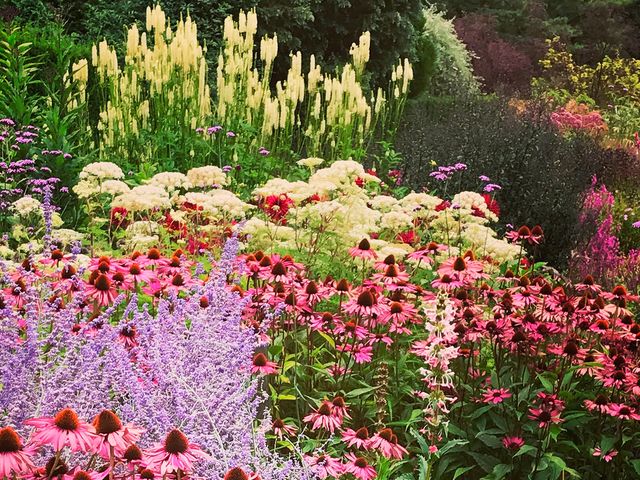 Grow a Flow of Seasonal Color with Perennial Plants | The Tree Center™
