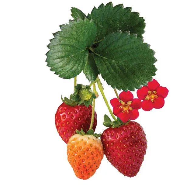 Bushel and Berry® Scarlet Belle Strawberry Bushes For Sale | The Tree ...