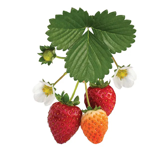 Bushel and Berry® Snowy Belle Strawberry Bushes For Sale | The Tree Center