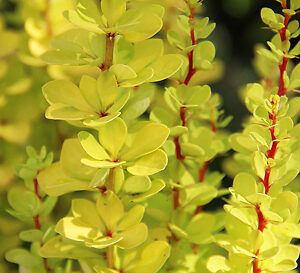 Golden Torch Barberry For Sale Online | The Tree Center