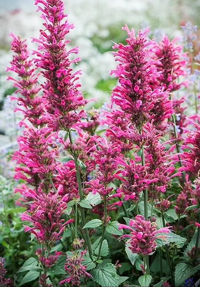 Morello Agastache For Sale Online | The Tree Center