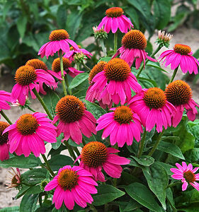 Pow Wow® Wild Berry Coneflower For Sale Online | The Tree Center