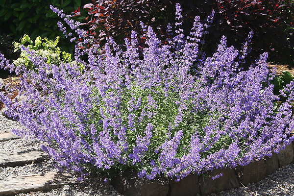 Walker’s Low Catmint For Sale Online | The Tree Center