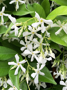 Southern Jasmine For Sale Online | The Tree Center