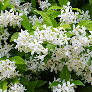 Southern Jasmine For Sale Online | The Tree Center